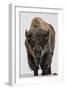 Bison (Bison Bison) Bull Covered with Frost in the Winter-James Hager-Framed Premium Photographic Print