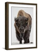 Bison (Bison Bison) Bull Covered with Frost in the Winter-James Hager-Framed Photographic Print