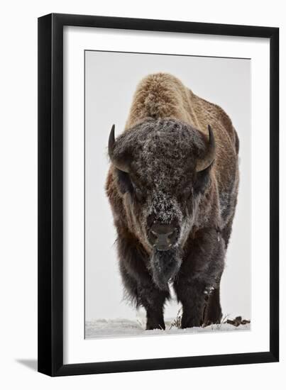 Bison (Bison Bison) Bull Covered with Frost in the Winter-James Hager-Framed Photographic Print