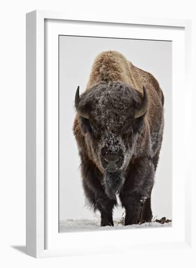 Bison (Bison Bison) Bull Covered with Frost in the Winter-James Hager-Framed Photographic Print