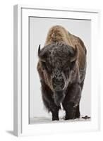 Bison (Bison Bison) Bull Covered with Frost in the Winter-James Hager-Framed Photographic Print