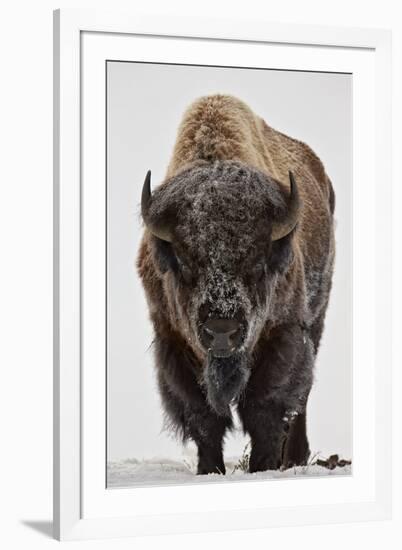 Bison (Bison Bison) Bull Covered with Frost in the Winter-James Hager-Framed Photographic Print