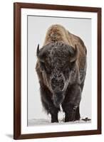 Bison (Bison Bison) Bull Covered with Frost in the Winter-James Hager-Framed Photographic Print