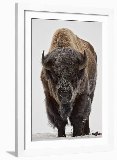 Bison (Bison Bison) Bull Covered with Frost in the Winter-James Hager-Framed Photographic Print