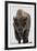 Bison (Bison Bison) Bull Covered with Frost in the Winter-James Hager-Framed Photographic Print