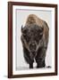 Bison (Bison Bison) Bull Covered with Frost in the Winter-James Hager-Framed Photographic Print