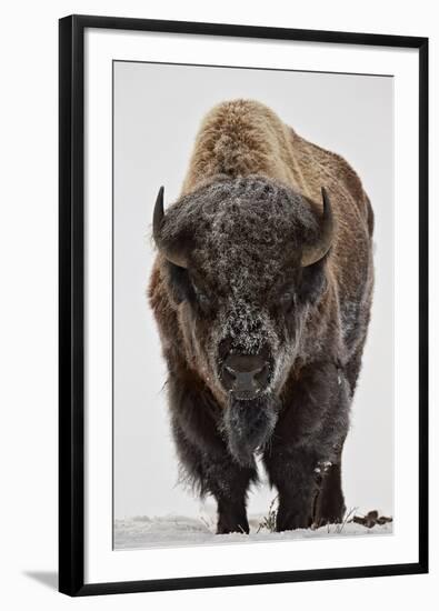 Bison (Bison Bison) Bull Covered with Frost in the Winter-James Hager-Framed Premium Photographic Print