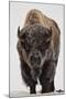 Bison (Bison Bison) Bull Covered with Frost in the Winter-James Hager-Mounted Premium Photographic Print