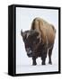 Bison (Bison Bison) Bull Covered with Frost in the Winter-James Hager-Framed Stretched Canvas