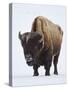 Bison (Bison Bison) Bull Covered with Frost in the Winter-James Hager-Stretched Canvas