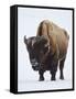 Bison (Bison Bison) Bull Covered with Frost in the Winter-James Hager-Framed Stretched Canvas