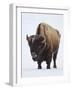 Bison (Bison Bison) Bull Covered with Frost in the Winter-James Hager-Framed Photographic Print