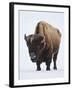 Bison (Bison Bison) Bull Covered with Frost in the Winter-James Hager-Framed Photographic Print