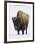 Bison (Bison Bison) Bull Covered with Frost in the Winter-James Hager-Framed Photographic Print