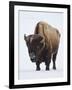 Bison (Bison Bison) Bull Covered with Frost in the Winter-James Hager-Framed Photographic Print