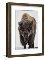 Bison (Bison Bison) Bull Covered with Frost in the Winter-James Hager-Framed Premium Photographic Print