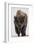 Bison (Bison Bison) Bull Covered with Frost in the Winter-James Hager-Framed Premium Photographic Print