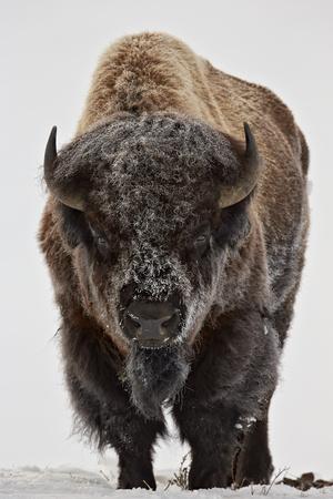 Bison Bison Bison Bull Covered With Frost In The Winter Photographic Print James Hager Allposters Com