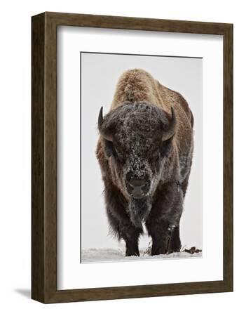 'Bison (Bison Bison) Bull Covered with Frost in the Winter ...