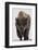 Bison (Bison Bison) Bull Covered with Frost in the Winter-James Hager-Framed Photographic Print