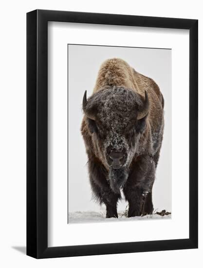 Bison (Bison Bison) Bull Covered with Frost in the Winter-James Hager-Framed Photographic Print