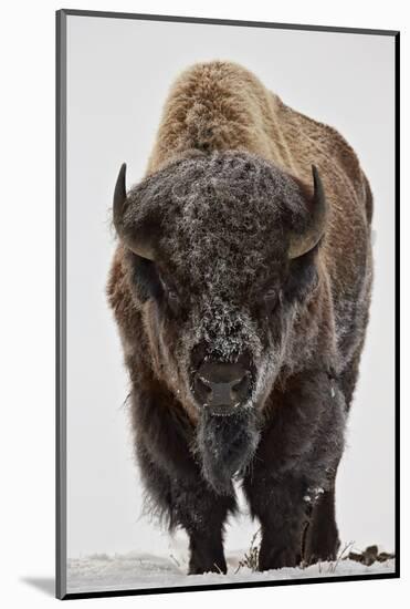 Bison (Bison Bison) Bull Covered with Frost in the Winter-James Hager-Mounted Photographic Print