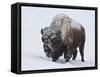 Bison (Bison Bison) Bull Covered with Snow in the Winter-James Hager-Framed Stretched Canvas