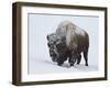 Bison (Bison Bison) Bull Covered with Snow in the Winter-James Hager-Framed Photographic Print