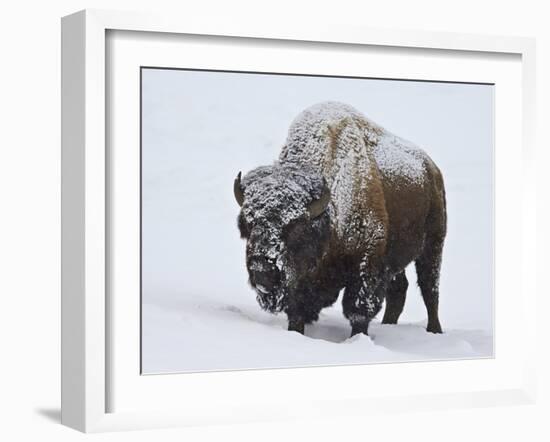 Bison (Bison Bison) Bull Covered with Snow in the Winter-James Hager-Framed Photographic Print