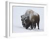 Bison (Bison Bison) Bull Covered with Snow in the Winter-James Hager-Framed Photographic Print