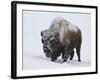 Bison (Bison Bison) Bull Covered with Snow in the Winter-James Hager-Framed Photographic Print