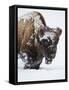 Bison (Bison Bison) Bull Covered with Snow in the Winter-James Hager-Framed Stretched Canvas