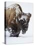 Bison (Bison Bison) Bull Covered with Snow in the Winter-James Hager-Stretched Canvas
