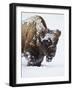Bison (Bison Bison) Bull Covered with Snow in the Winter-James Hager-Framed Photographic Print