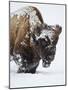 Bison (Bison Bison) Bull Covered with Snow in the Winter-James Hager-Mounted Photographic Print