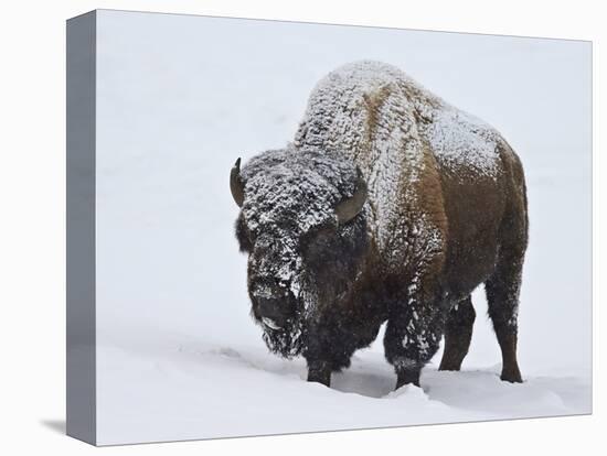 Bison (Bison Bison) Bull Covered with Snow in the Winter-James Hager-Stretched Canvas