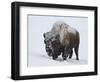 Bison (Bison Bison) Bull Covered with Snow in the Winter-James Hager-Framed Photographic Print
