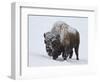 Bison (Bison Bison) Bull Covered with Snow in the Winter-James Hager-Framed Photographic Print