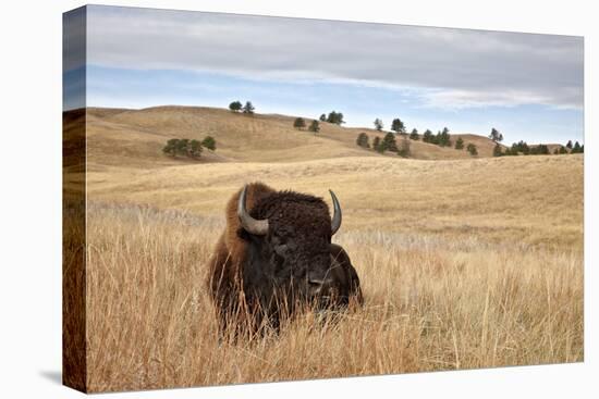 Bison (Bison Bison) Bull, Custer State Park, South Dakota, United States of America, North America-James Hager-Stretched Canvas