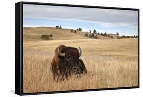 Bison (Bison Bison) Bull, Custer State Park, South Dakota, United States of America, North America-James Hager-Framed Stretched Canvas