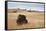Bison (Bison Bison) Bull, Custer State Park, South Dakota, United States of America, North America-James Hager-Framed Stretched Canvas