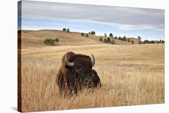 Bison (Bison Bison) Bull, Custer State Park, South Dakota, United States of America, North America-James Hager-Stretched Canvas