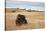 Bison (Bison Bison) Bull, Custer State Park, South Dakota, United States of America, North America-James Hager-Stretched Canvas