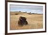 Bison (Bison Bison) Bull, Custer State Park, South Dakota, United States of America, North America-James Hager-Framed Photographic Print