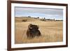 Bison (Bison Bison) Bull, Custer State Park, South Dakota, United States of America, North America-James Hager-Framed Photographic Print