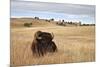 Bison (Bison Bison) Bull, Custer State Park, South Dakota, United States of America, North America-James Hager-Mounted Photographic Print