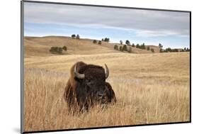 Bison (Bison Bison) Bull, Custer State Park, South Dakota, United States of America, North America-James Hager-Mounted Photographic Print