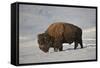 Bison (Bison Bison) Bull in the Snow-James Hager-Framed Stretched Canvas