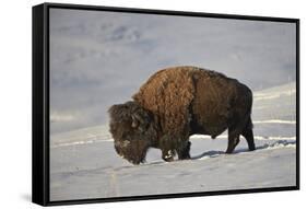 Bison (Bison Bison) Bull in the Snow-James Hager-Framed Stretched Canvas
