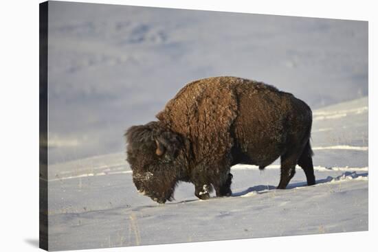 Bison (Bison Bison) Bull in the Snow-James Hager-Stretched Canvas